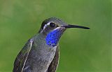 Blue-throated Mountain-gem